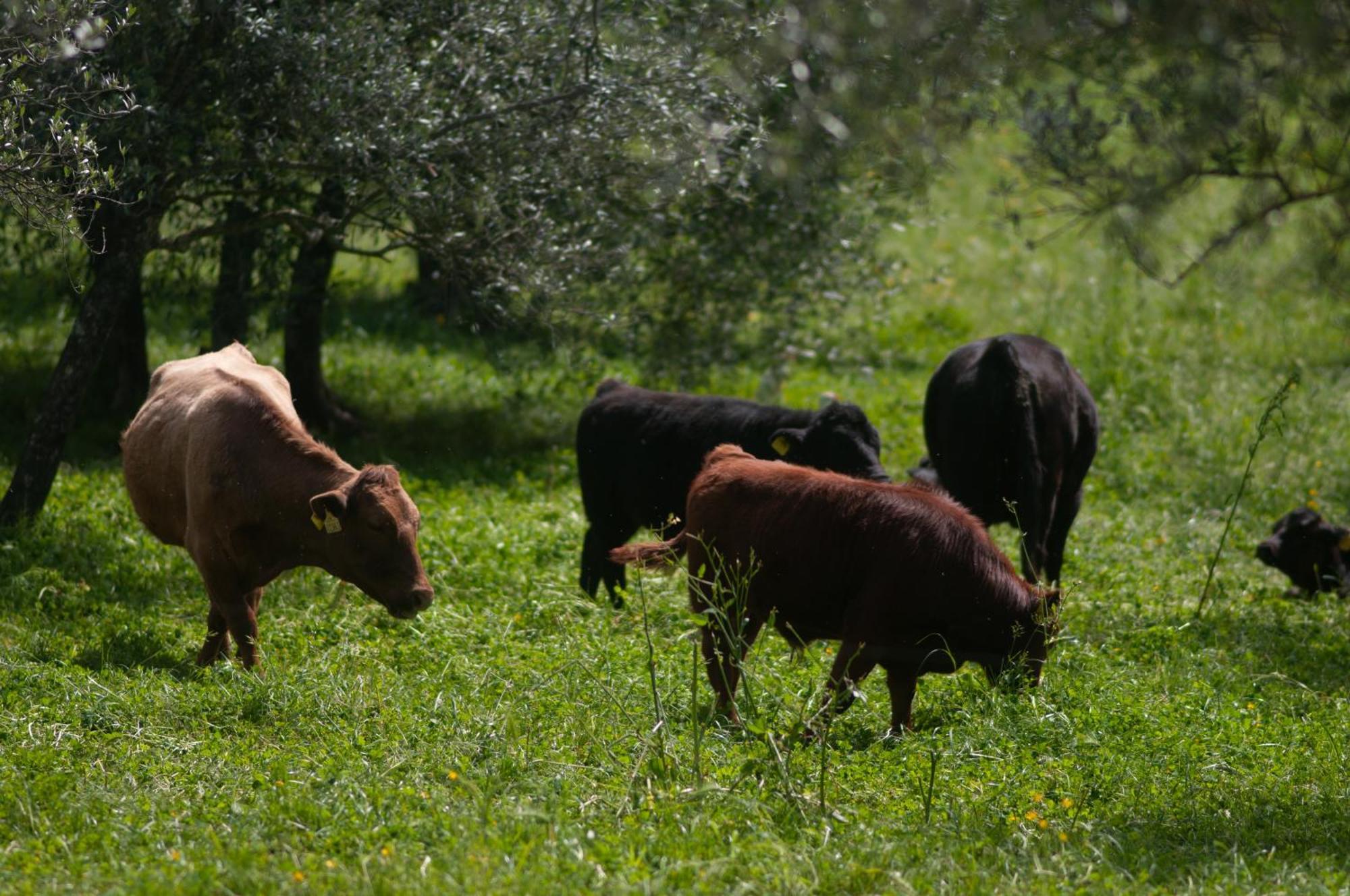 Fattoria Di Maiano Guest House Fiesole Exterior foto